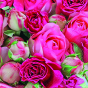 náhled Ubrousky 33x33cm, 20ks, Růže tmavě růžové